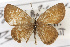  ( - CSUPOBK-0601)  @11 [ ] CreativeCommons - Attribution (2010) CBG Photography Group Centre for Biodiversity Genomics