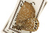  ( - CSUPOBK-0623)  @11 [ ] CreativeCommons - Attribution (2010) CBG Photography Group Centre for Biodiversity Genomics