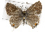  ( - CSUPOBK-0651)  @11 [ ] CreativeCommons - Attribution (2010) CBG Photography Group Centre for Biodiversity Genomics
