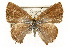  ( - CSUPOBK-0795)  @11 [ ] CreativeCommons - Attribution (2010) CBG Photography Group Centre for Biodiversity Genomics