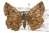  ( - CSUPOBK-1167)  @13 [ ] CreativeCommons - Attribution (2010) CBG Photography Group Centre for Biodiversity Genomics