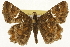  ( - CSUPOBK-1182)  @14 [ ] CreativeCommons - Attribution (2010) CBG Photography Group Centre for Biodiversity Genomics