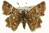  ( - CSUPOBK-1187)  @11 [ ] CreativeCommons - Attribution (2010) CBG Photography Group Centre for Biodiversity Genomics