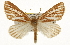  ( - CSUPOBK-1252)  @15 [ ] CreativeCommons - Attribution (2010) CBG Photography Group Centre for Biodiversity Genomics