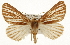  ( - CSUPOBK-1253)  @15 [ ] CreativeCommons - Attribution (2010) CBG Photography Group Centre for Biodiversity Genomics