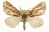  ( - CSUPOBK-1254)  @15 [ ] CreativeCommons - Attribution (2010) CBG Photography Group Centre for Biodiversity Genomics