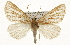  ( - CSUPOBK-1255)  @15 [ ] CreativeCommons - Attribution (2010) CBG Photography Group Centre for Biodiversity Genomics