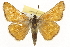  ( - CSUPOBK-1268)  @13 [ ] CreativeCommons - Attribution (2010) CBG Photography Group Centre for Biodiversity Genomics