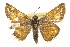  ( - CSUPOBK-1270)  @13 [ ] CreativeCommons - Attribution (2010) CBG Photography Group Centre for Biodiversity Genomics