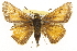  ( - CSUPOBK-1273)  @13 [ ] CreativeCommons - Attribution (2010) CBG Photography Group Centre for Biodiversity Genomics