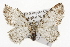  ( - CSUPOBK-1342)  @13 [ ] CreativeCommons - Attribution (2010) CBG Photography Group Centre for Biodiversity Genomics