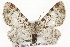  ( - CSUPOBK-1343)  @14 [ ] CreativeCommons - Attribution (2010) CBG Photography Group Centre for Biodiversity Genomics