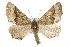  ( - CSUPOBK-1361)  @14 [ ] CreativeCommons - Attribution (2010) CBG Photography Group Centre for Biodiversity Genomics