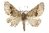  ( - CSUPOBK-1362)  @14 [ ] CreativeCommons - Attribution (2010) CBG Photography Group Centre for Biodiversity Genomics