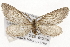  ( - CSUPOBK-1394)  @14 [ ] CreativeCommons - Attribution (2010) CBG Photography Group Centre for Biodiversity Genomics
