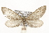  ( - CSUPOBK-1395)  @14 [ ] CreativeCommons - Attribution (2010) CBG Photography Group Centre for Biodiversity Genomics