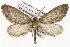 ( - CSUPOBK-1397)  @15 [ ] CreativeCommons - Attribution (2010) CBG Photography Group Centre for Biodiversity Genomics