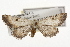  ( - CSUPOBK-1399)  @13 [ ] CreativeCommons - Attribution (2010) CBG Photography Group Centre for Biodiversity Genomics