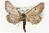  ( - CSUPOBK-1401)  @14 [ ] CreativeCommons - Attribution (2010) CBG Photography Group Centre for Biodiversity Genomics
