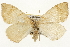  (Eulithis gracilineata - CSUPOBK-1405)  @15 [ ] CreativeCommons - Attribution (2010) CBG Photography Group Centre for Biodiversity Genomics