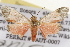  ( - CSUPOBK-1423)  @13 [ ] CreativeCommons - Attribution (2010) CBG Photography Group Centre for Biodiversity Genomics