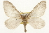  (Stamnoctenis pearsalli - CSUPOBK-1569)  @15 [ ] CreativeCommons - Attribution (2010) CBG Photography Group Centre for Biodiversity Genomics