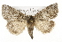  ( - CSUPOBK-1600)  @14 [ ] CreativeCommons - Attribution (2010) CBG Photography Group Centre for Biodiversity Genomics