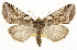  ( - CSUPOBK-1603)  @15 [ ] CreativeCommons - Attribution (2010) CBG Photography Group Centre for Biodiversity Genomics