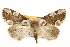  ( - CSUPOBK-1613)  @15 [ ] CreativeCommons - Attribution (2010) CBG Photography Group Centre for Biodiversity Genomics