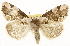  ( - CSUPOBK-1614)  @15 [ ] CreativeCommons - Attribution (2010) CBG Photography Group Centre for Biodiversity Genomics