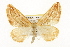  ( - CSUPOBK-1429)  @12 [ ] CreativeCommons - Attribution (2010) CBG Photography Group Centre for Biodiversity Genomics