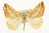  ( - CSUPOBK-1431)  @14 [ ] CreativeCommons - Attribution (2010) CBG Photography Group Centre for Biodiversity Genomics