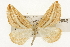  ( - CSUPOBK-1433)  @13 [ ] CreativeCommons - Attribution (2010) CBG Photography Group Centre for Biodiversity Genomics