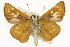  ( - CSUPOBK-1444)  @11 [ ] CreativeCommons - Attribution (2010) CBG Photography Group Centre for Biodiversity Genomics