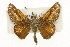  ( - CSUPOBK-1446)  @12 [ ] CreativeCommons - Attribution (2010) CBG Photography Group Centre for Biodiversity Genomics