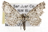  ( - CSUPOBK-1468)  @15 [ ] CreativeCommons - Attribution (2010) CBG Photography Group Centre for Biodiversity Genomics
