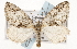  ( - CSUPOBK-1504)  @15 [ ] CreativeCommons - Attribution (2010) CBG Photography Group Centre for Biodiversity Genomics