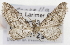  ( - CSUPOBK-1509)  @13 [ ] CreativeCommons - Attribution (2010) CBG Photography Group Centre for Biodiversity Genomics