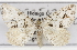  ( - CSUPOBK-1517)  @14 [ ] CreativeCommons - Attribution (2010) CBG Photography Group Centre for Biodiversity Genomics