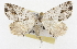  ( - CSUPOBK-1518)  @14 [ ] CreativeCommons - Attribution (2010) CBG Photography Group Centre for Biodiversity Genomics