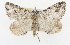  ( - CSUPOBK-1519)  @14 [ ] CreativeCommons - Attribution (2010) CBG Photography Group Centre for Biodiversity Genomics