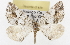  ( - CSUPOBK-1520)  @11 [ ] CreativeCommons - Attribution (2010) CBG Photography Group Centre for Biodiversity Genomics