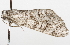  ( - CSUPOBK-1637)  @13 [ ] CreativeCommons - Attribution (2010) CBG Photography Group Centre for Biodiversity Genomics