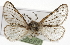 ( - CSUPOBK-1664)  @13 [ ] CreativeCommons - Attribution (2010) CBG Photography Group Centre for Biodiversity Genomics