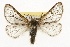  ( - CSUPOBK-1665)  @14 [ ] CreativeCommons - Attribution (2010) CBG Photography Group Centre for Biodiversity Genomics