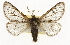  ( - CSUPOBK-1666)  @14 [ ] CreativeCommons - Attribution (2010) CBG Photography Group Centre for Biodiversity Genomics