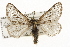  ( - CSUPOBK-1667)  @11 [ ] CreativeCommons - Attribution (2010) CBG Photography Group Centre for Biodiversity Genomics