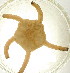  ( - 10BPBS-0006)  @12 [ ] CreativeCommons - Attribution  CBG Photography Group Centre for Biodiversity Genomics