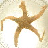  (Pontaster - 10BPBS-0007)  @13 [ ] CreativeCommons - Attribution  CBG Photography Group Centre for Biodiversity Genomics