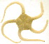  ( - 10BPBS-0015)  @13 [ ] CreativeCommons - Attribution  CBG Photography Group Centre for Biodiversity Genomics